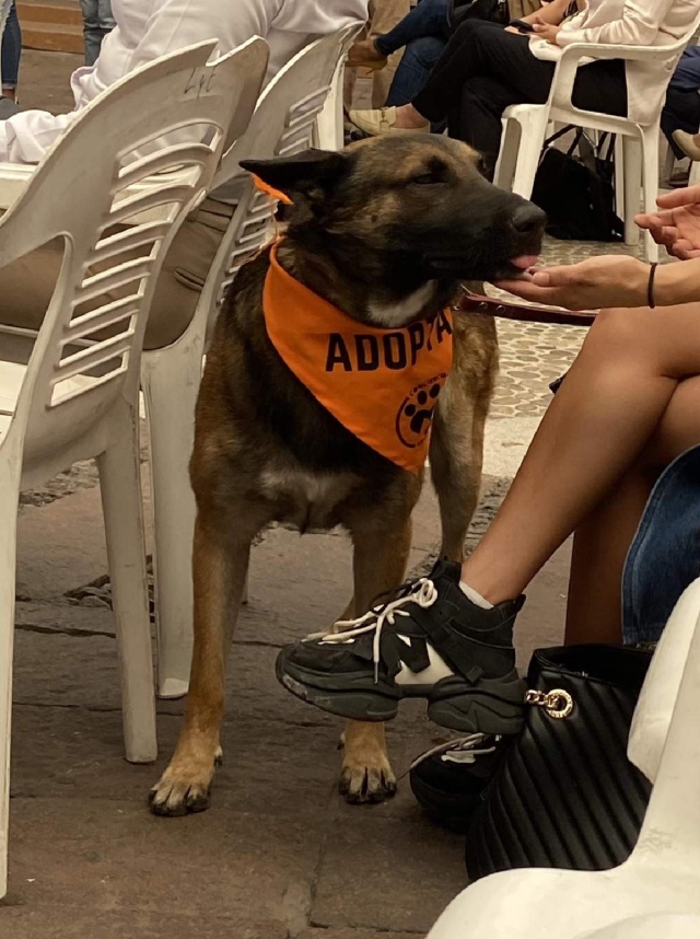 Niega ayuntamiento que solicite ayudas para cuidar perros