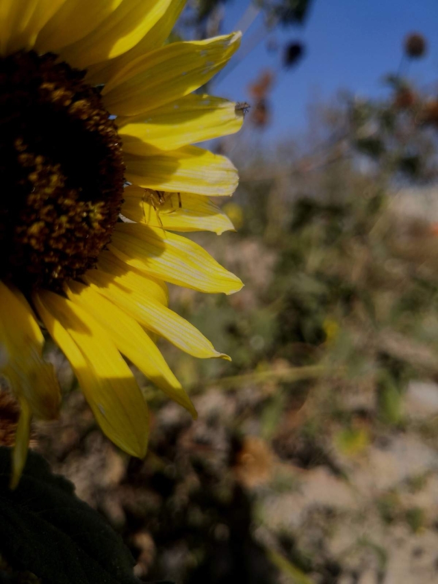 Primavera, fulgor de tiempos maravillosos