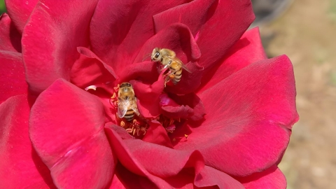 Destaca Sedagro valor de las abejas para la vida diaria y la economía local