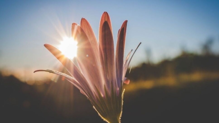 Llegó el equinoccio de primavera, ¿cuál es la diferencia con el solsticio?