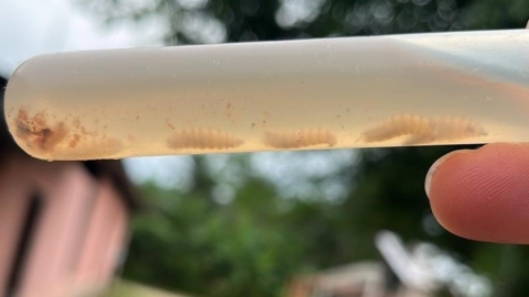 Nicaragua detecta 30 casos de gusano barrenador en humanos