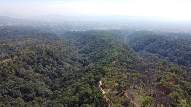 Pronostican riesgo de incendios forestales de noviembre a enero