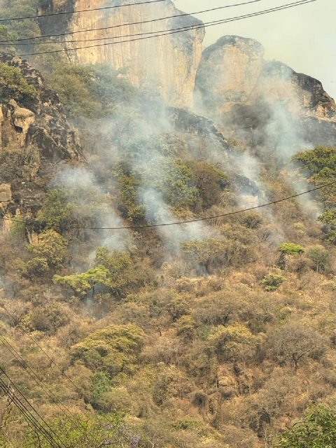 Los habitantes de las comunidades afectadas han compartido a través de redes sociales los daños que están causando los incendios tanto a la flora como a la fauna. 