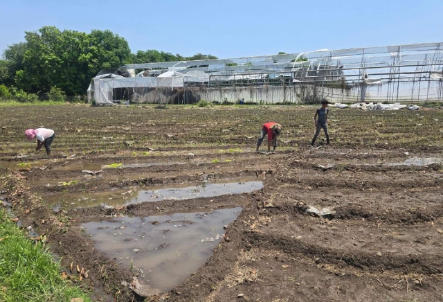 Inician arroceros de Coatl&aacute;n del R&iacute;o trasplante