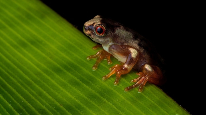 Descubren especie de rana en la selva de Perú