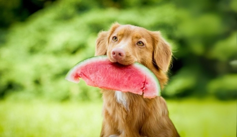 Tiendanimal/Itzel Becerril