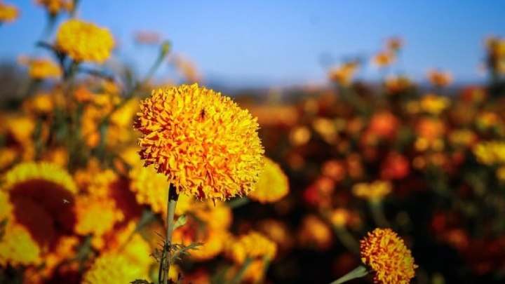 ¿Es malo comer flor de cempasúchil? Esto es lo que debes de saber