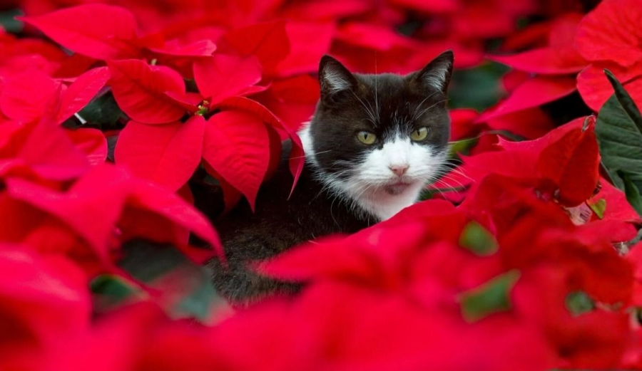 Blog Avisos Económicos