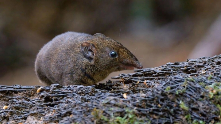 Descubren cinco nuevas especies de erizos de pelaje suave