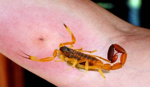 Alertan en Miacatlán por aumento de picaduras de alacrán