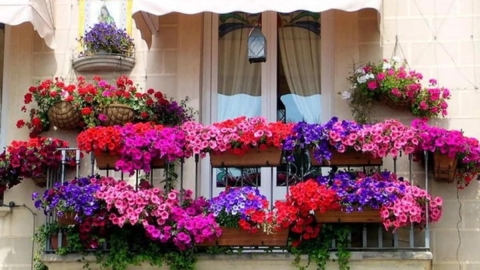 Adiós a los balcones tristes: Seis plantas con flor para llenar de color tu exterior