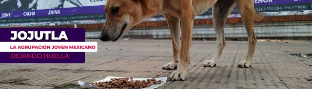 Colectivo de Jojutla realiza acciones a favor de animales callejeros