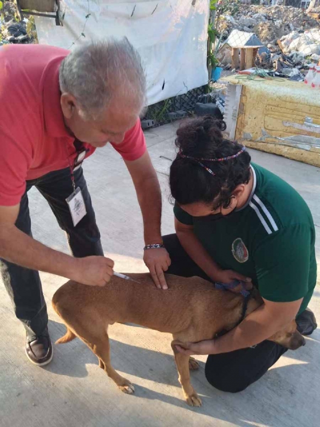 Vacunan para evita contagio de moquillo entre canes albergados