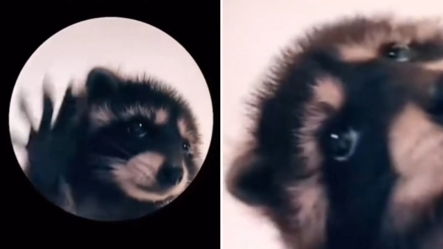 ¡Pedro, Pedro! El origen del tierno video viral del mapache bailando