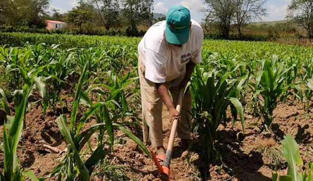 Inicia siembra de maíz y sorgo en el poniente