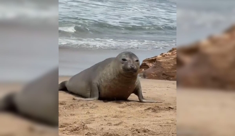 Lobo marino sorprende a turistas en Mar del Plata y roba sus sandalias
