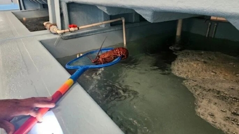 Decomisan más de 50 toneladas de productos marinos ilegales en Ensenada