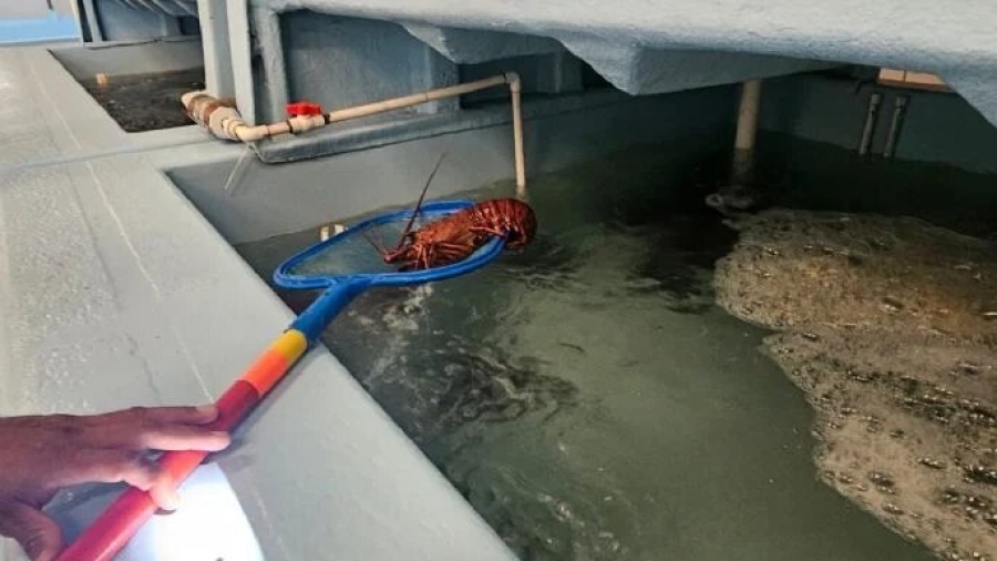 Decomisan más de 50 toneladas de productos marinos ilegales en Ensenada