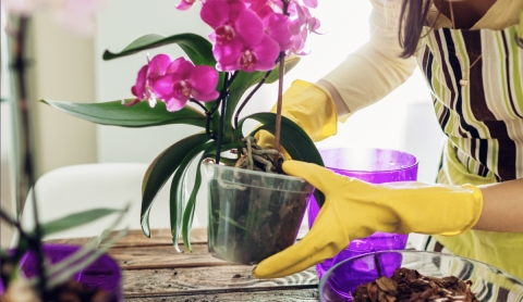 Cómo limpiar las hojas de las orquídeas para mantenerlas sanas
