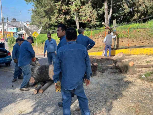 Las labores para retirar el árbol tomaron alrededor de cinco horas.