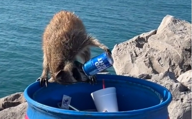 ¡Salud! Se viraliza en TikTok el video de un mapache tomando cerveza en la playa