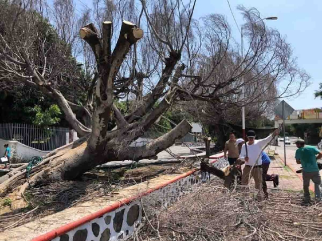 Los ejemplares fueron retirados para eliminar la plaga de la zona.