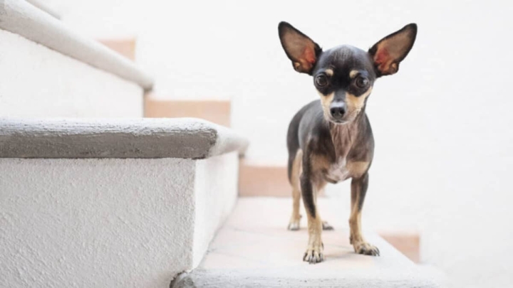 Muere su perrita y la manda a disecar: ahora la viste y le pinta las uñas