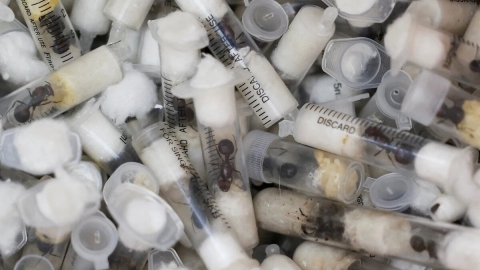 Arrestan a dos adolescentes belgas en Kenia por tráfico de hormigas exóticas