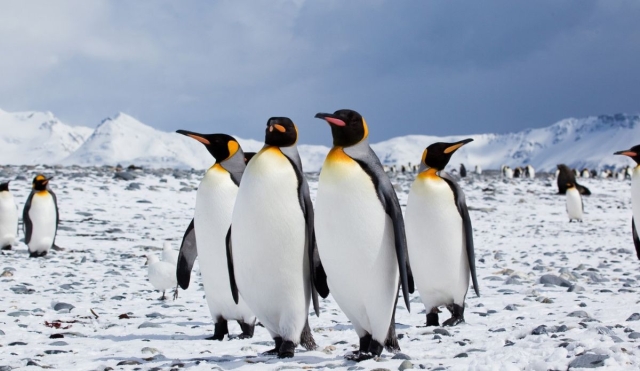 Oceanwide Expeditions