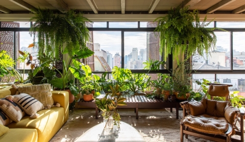 Estas son 6 plantas que ayudan a refrescar tu casa durante la ola de calor