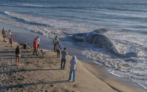 Ballena muerta es hallada en Playas de Tijuana