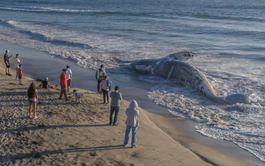 Ballena muerta es hallada en Playas de Tijuana