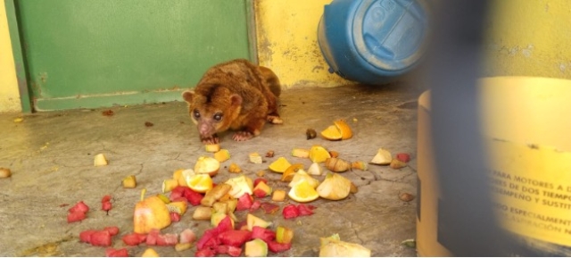 Profepa asegura 59 animales en zoológico de Nezahualcóyotl por irregularidades