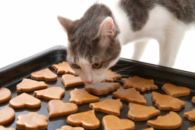 ¡Galletas de atún para Gatos: Sorprende a tu michi!