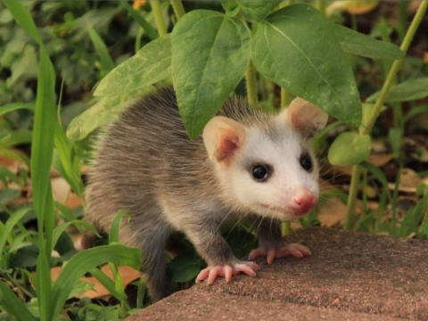  La presencia de los tlacuaches ayuda a disminuir los parásitos que afectan la salud humana.
