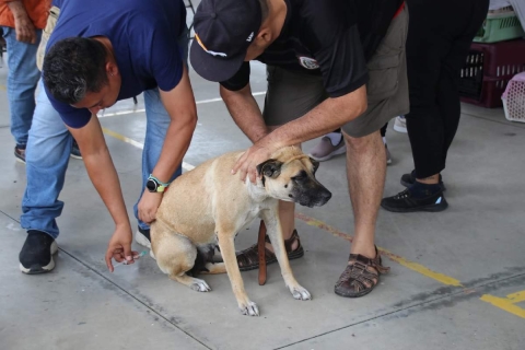 Esterilizan a 156 mascotas en Miacatlán