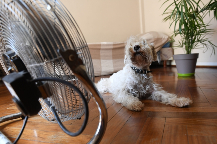 ¿Cómo detectar si tu mascota tiene golpe de calor?