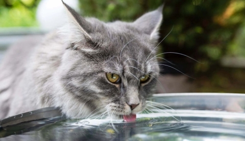 ¿Cuánta agua necesita beber un gato al día?