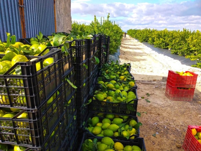 Limoneros atribuyen escasez a disputa territorial entre Cárteles.