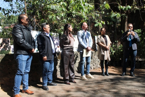 Cuernavaca declara a cinco ahuehuetes de Chalchihuapan como &aacute;rboles notables de la ciudad