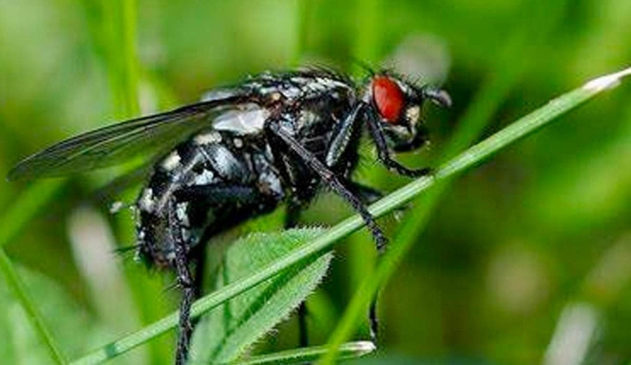 Vigilan plaga de mosca negra