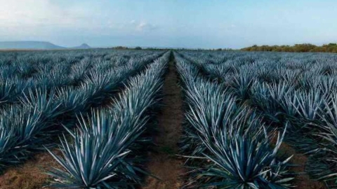 Preocupación en la Industria Tequilera por Aranceles de EE.UU.