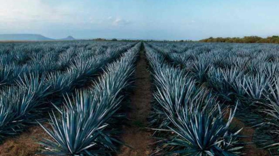 Preocupación en la Industria Tequilera por Aranceles de EE.UU.