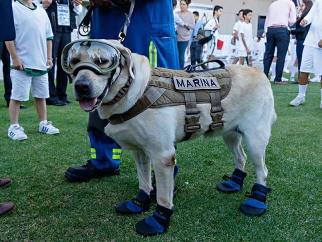 Hasta siempre, heroína: Muere Frida, la perrita rescatista