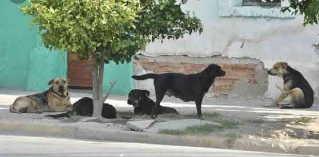La presencia de perros callejeros ha aumentado en municipios del surponiente.