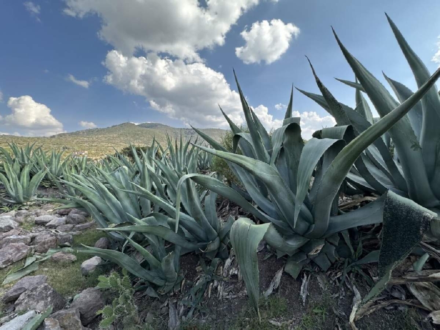 La perspectiva forrajera de los agaves