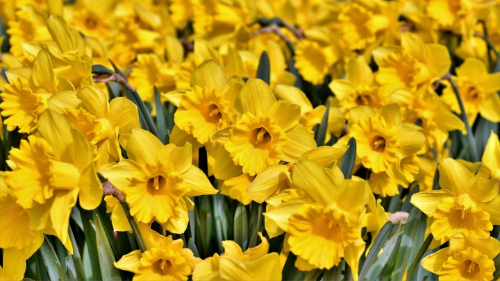 ¿Por qué se regalan flores amarillas el 21 de marzo?