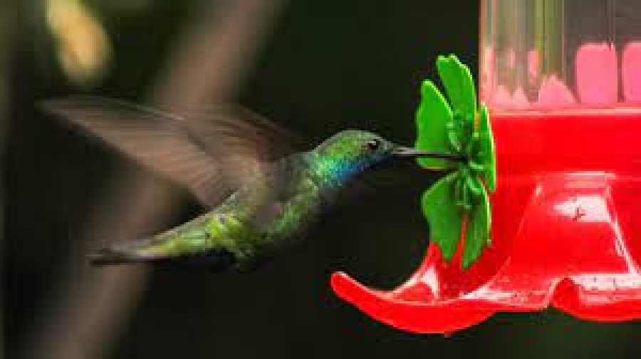 ¿Es malo dar agua con azúcar a los colibríes? Descubre la verdad