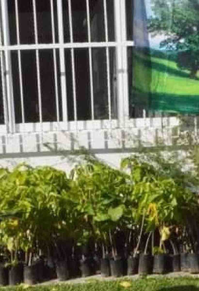 Los árboles fueron entregados para que los planten en diversos puntos del municipio.