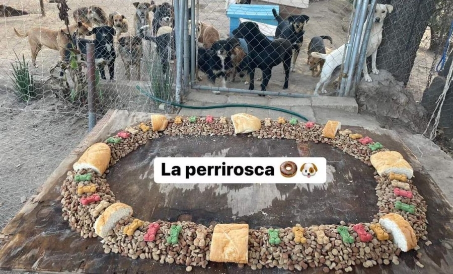 Dulce generosidad: Refugio crea 'perrirosca' y alimenta perritos desamparados